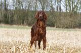SETTER IRLANDAIS 411